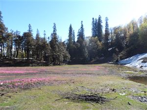 Bara Bhangal Trek