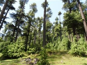 Bara Bhangal Trek