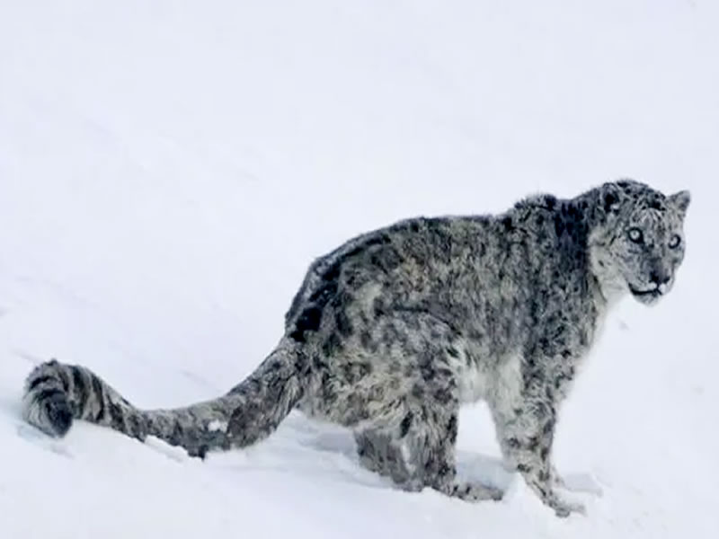 Spiti Snow leopard Tour 2022