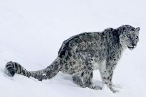 Spiti Snow leopard Tour 2022